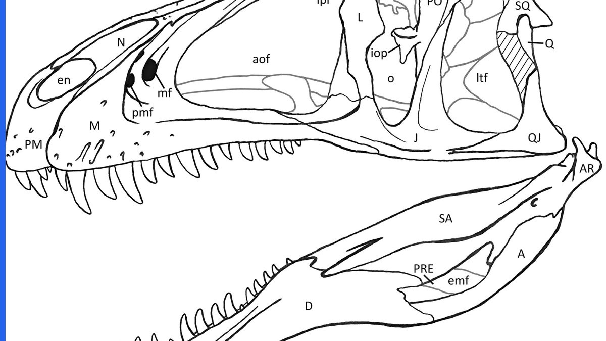 Parallel oblique hatching lines used in patent drawing sectional views